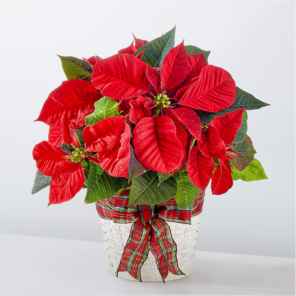 Happiest Holidays Poinsettia – Amour Flowers, Frederick MD