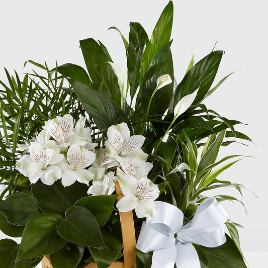 Peace & Serenity Dishgarden – Amour Flowers, Frederick MD