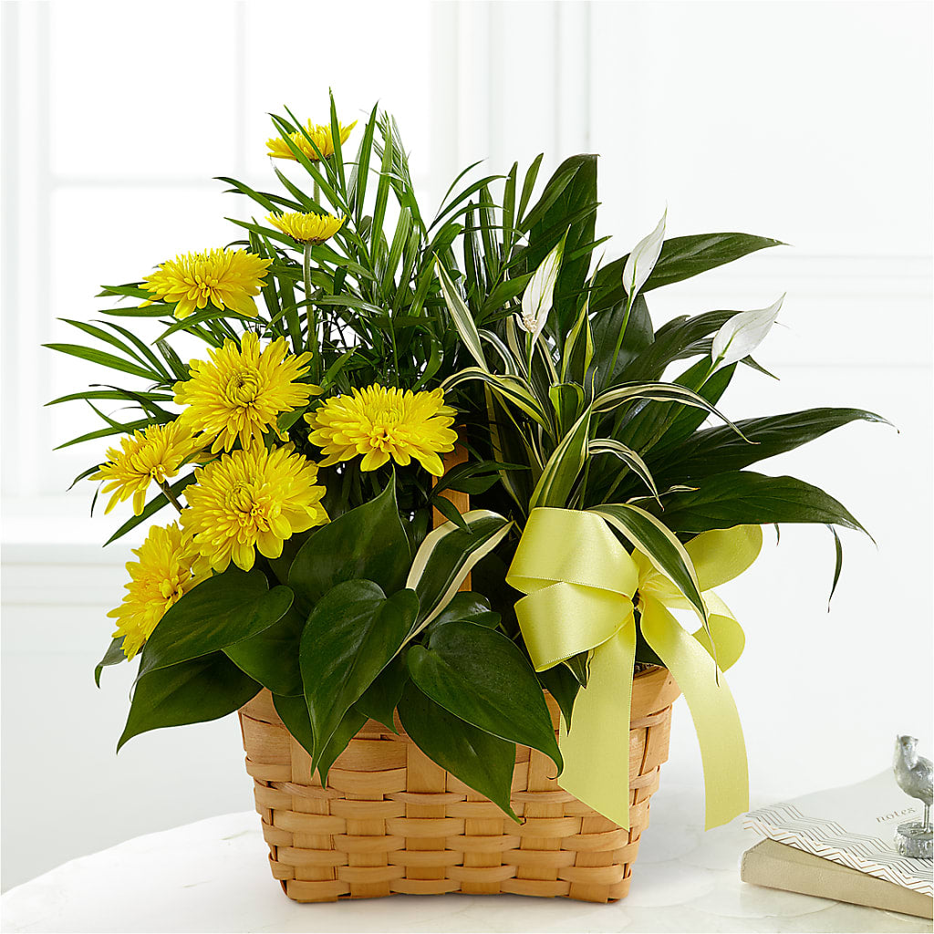 Loving Light Dishgarden – Amour Flowers, Frederick MD