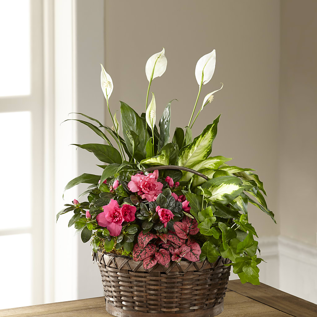 Dream in Pink Dishgarden – Amour Flowers, Frederick MD