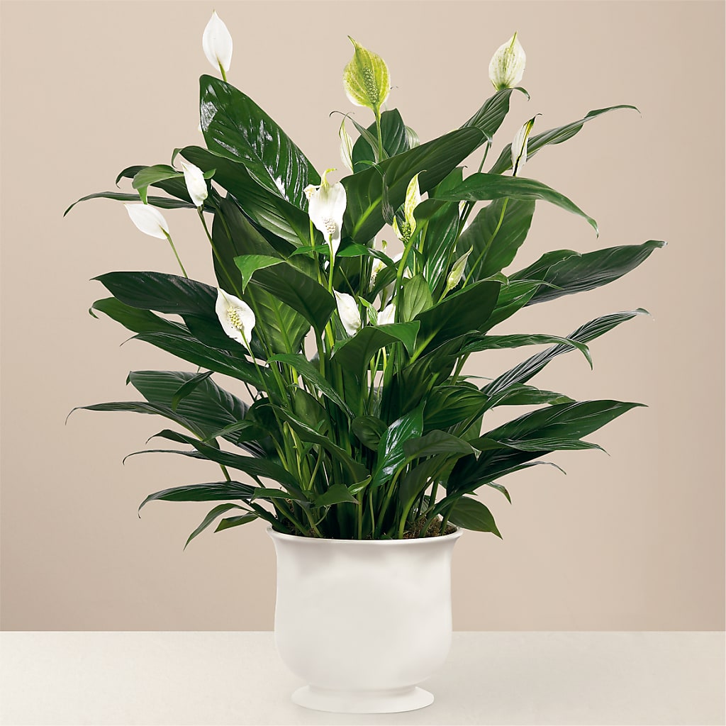 Comfort Planter – Amour Flowers, Frederick MD