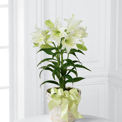Easter Lily Plant –  Amour Flowers, Frederick MD