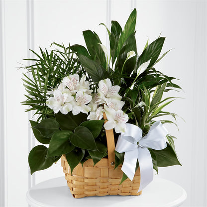 Peace & Serenity Dishgarden –  Amour Flowers, Frederick MD