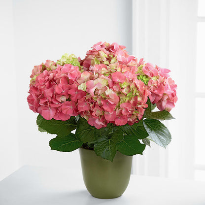 Pink Hydrangea Planter –  Amour Flowers, Frederick MD
