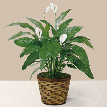 Tranquil Moments Peace Lily Plant –  Amour Flowers, Frederick MD