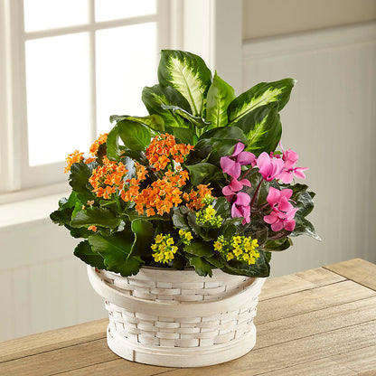 Color Crush Dishgarden –  Amour Flowers, Frederick MD