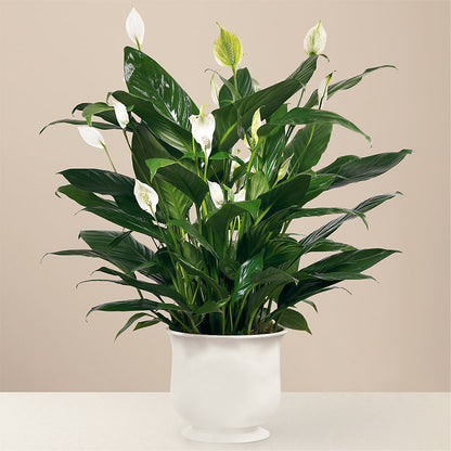 Comfort Planter –  Amour Flowers, Frederick MD