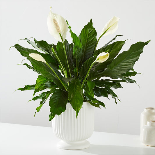 Comfort Planter –  Amour Flowers, Frederick MD