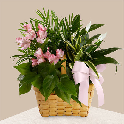 Living Spirit Dishgarden –  Amour Flowers, Frederick MD