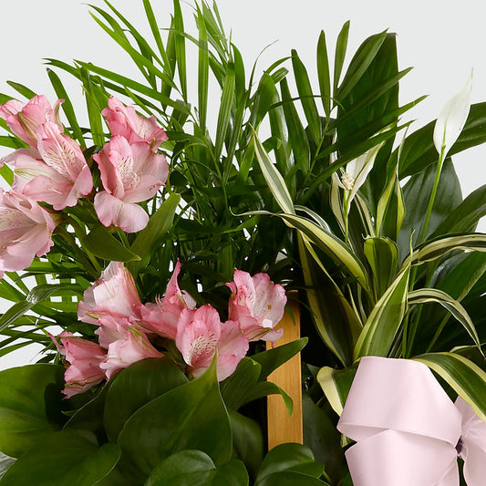 Living Spirit Dishgarden –  Amour Flowers, Frederick MD