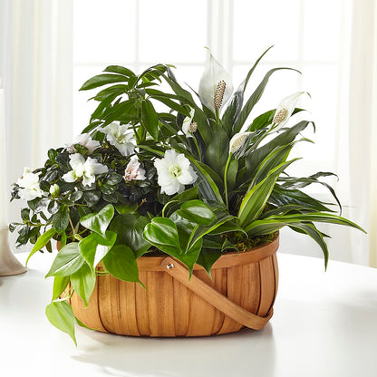 Serene Dishgarden –  Amour Flowers, Frederick MD