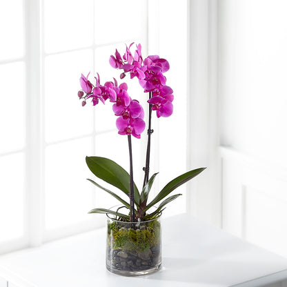 Pink Orchid Plant –  Amour Flowers, Frederick MD