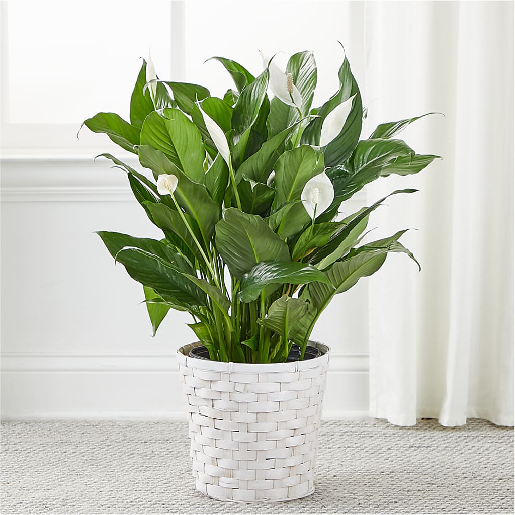 A New Leaf Peace Lily –  Amour Flowers, Frederick MD