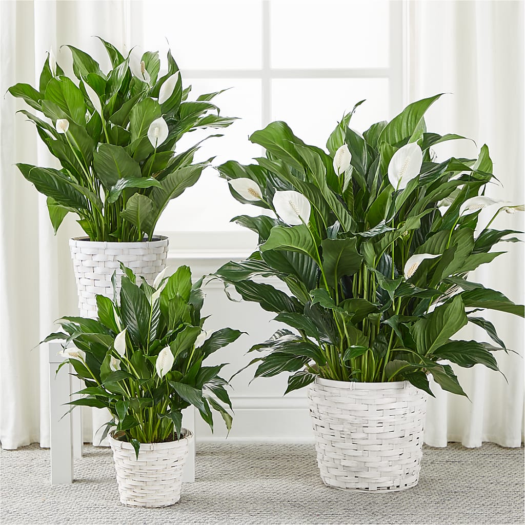 A New Leaf Peace Lily –  Amour Flowers, Frederick MD