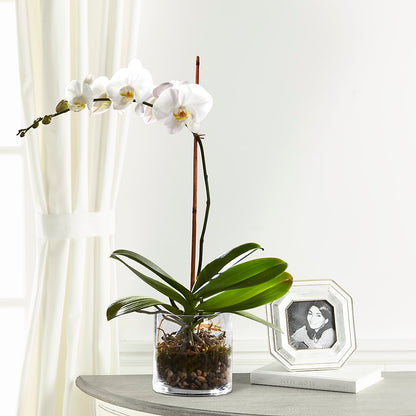 White Orchid Planter –  Amour Flowers, Frederick MD