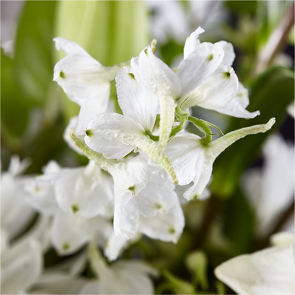Classic Ivory – A Florist Original –  Amour Flowers, Frederick MD